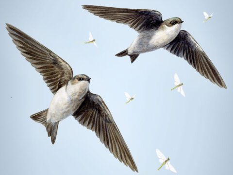 Illustration of birds flying with insects.