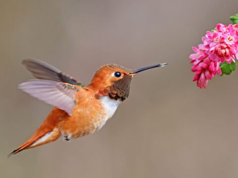 A russet colored little bird with a long bill, pointed wings and brown throat, hovers in the air next to pink flowers.