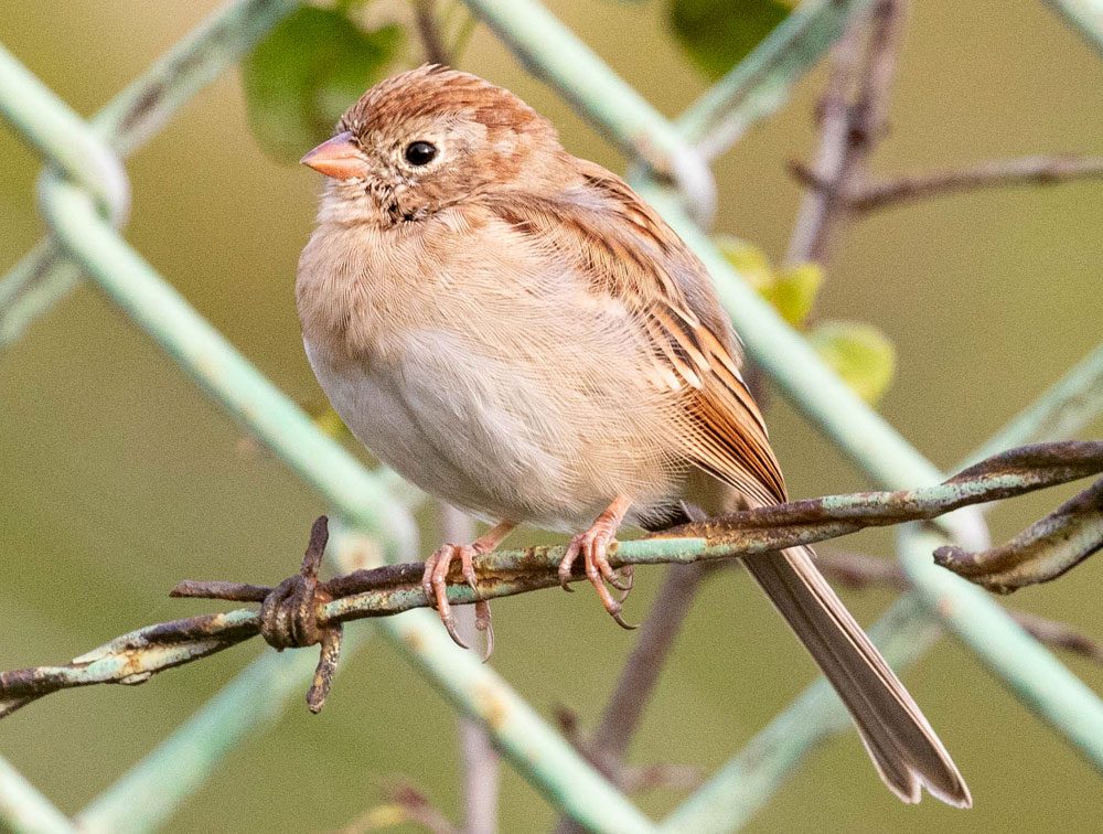 Buff-pink and brown streaked bird perches on barbed wire.