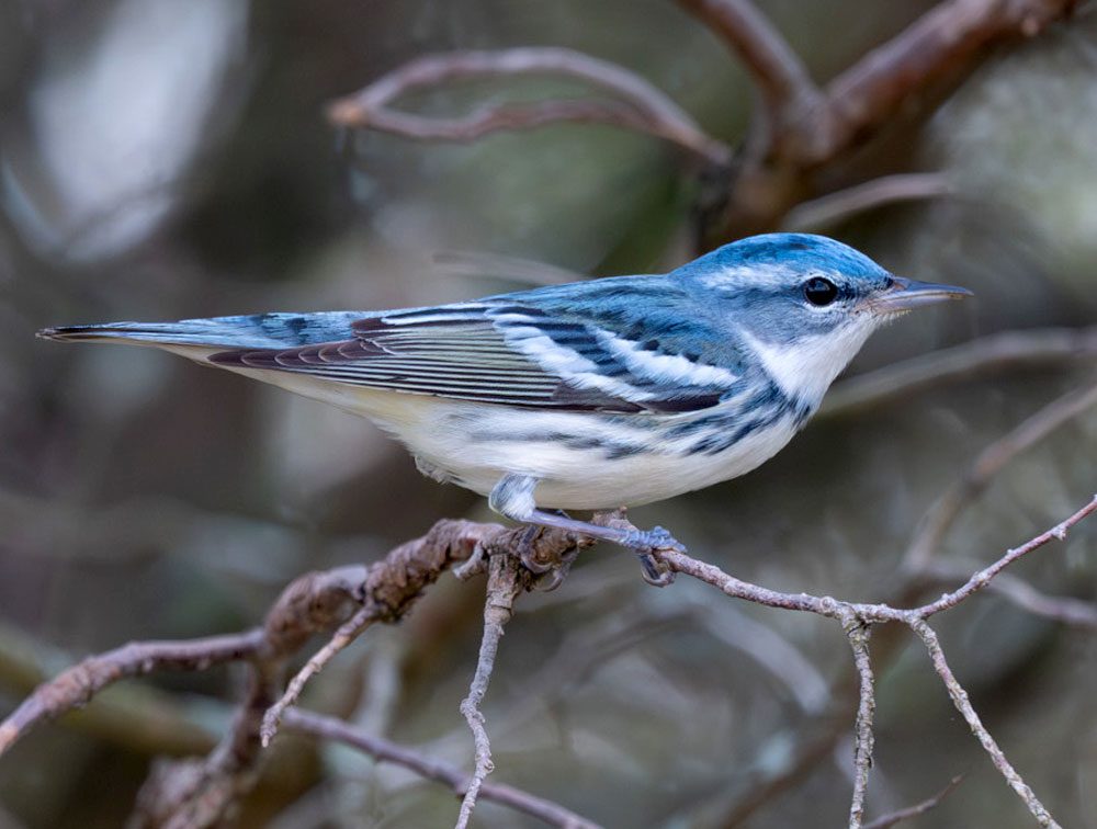 Bright blue and white bird with black stripes.