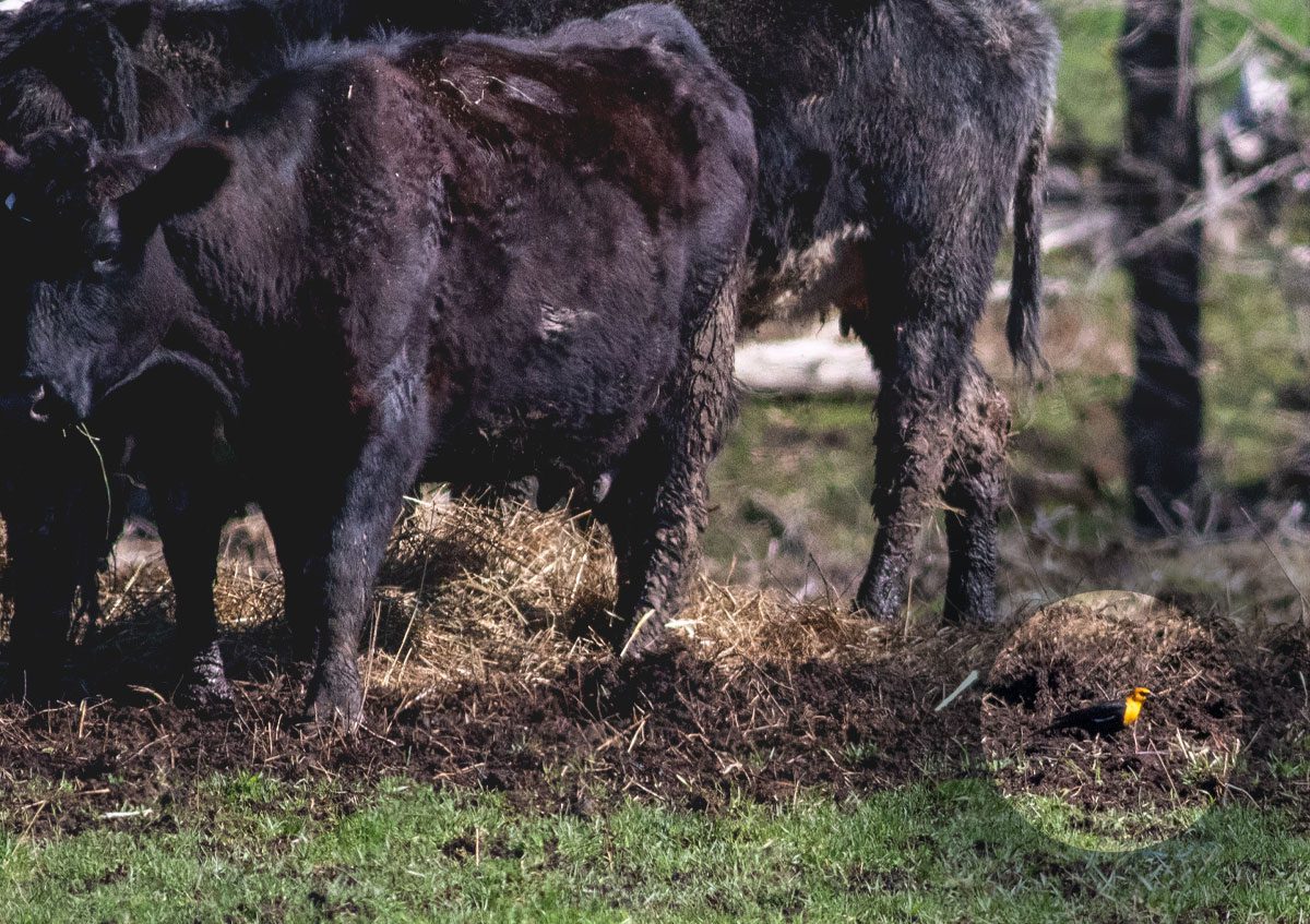 inconspicuous yellow and black bird on ground beside much larger black cows.