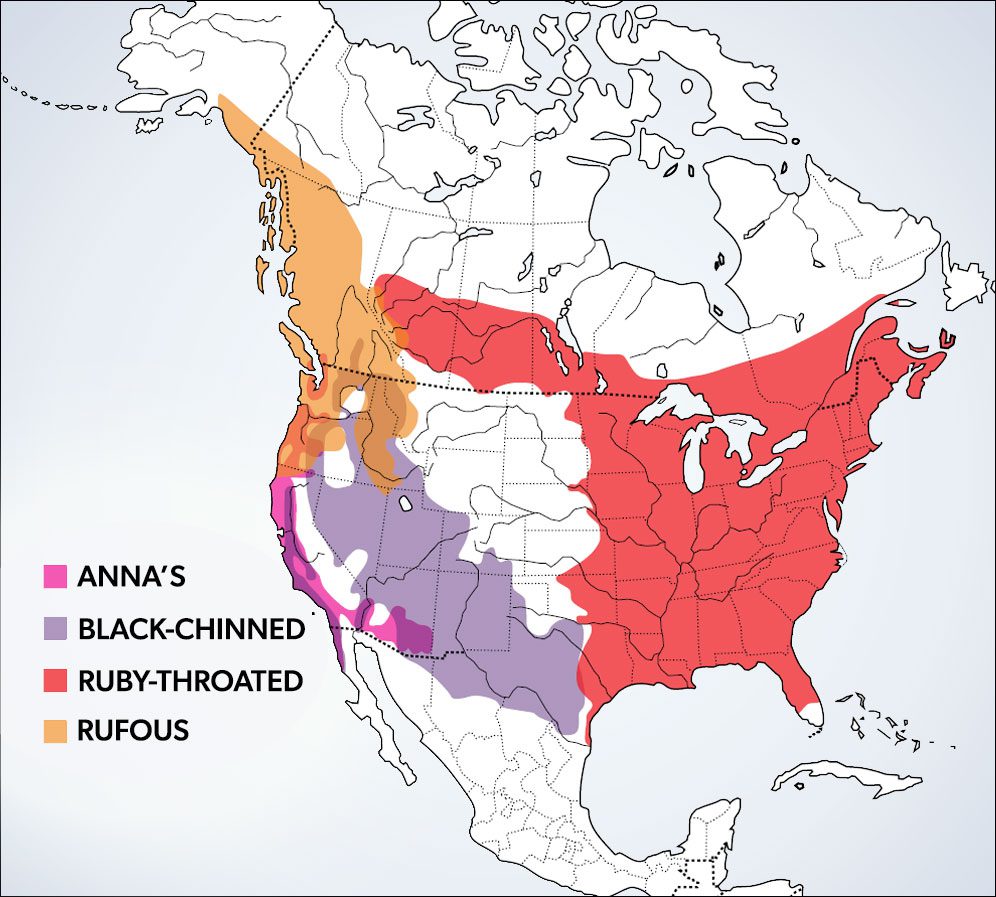 Map showing ranges in different colors of 4 hummingbird species: Anna's, Black-chinned, Ruby-throated, and Rufous.