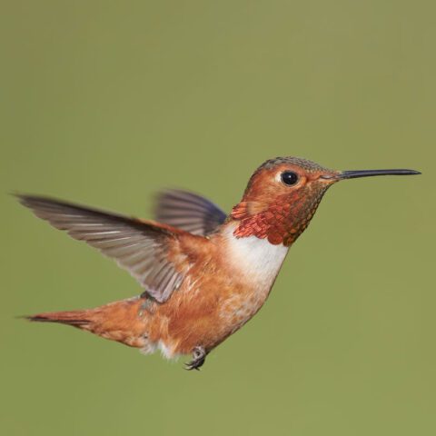 9 Hummingbird Species to Look Out for This Summer | All About Birds