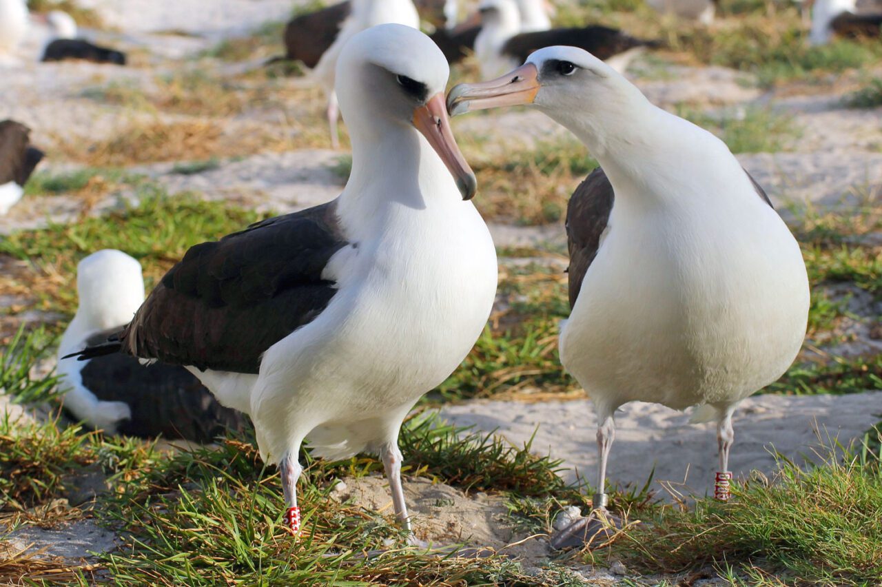 An albatross nuzzles its mate. Both are wearing identifying bands on their legs.