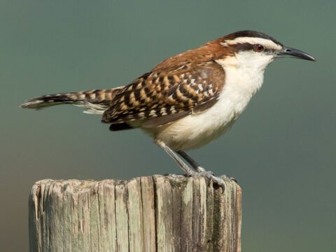 White and reddish-brown brown bird with a white chest and abdomen, a white and black striped head, long, black bill and red eye, perched on a piece of wood.