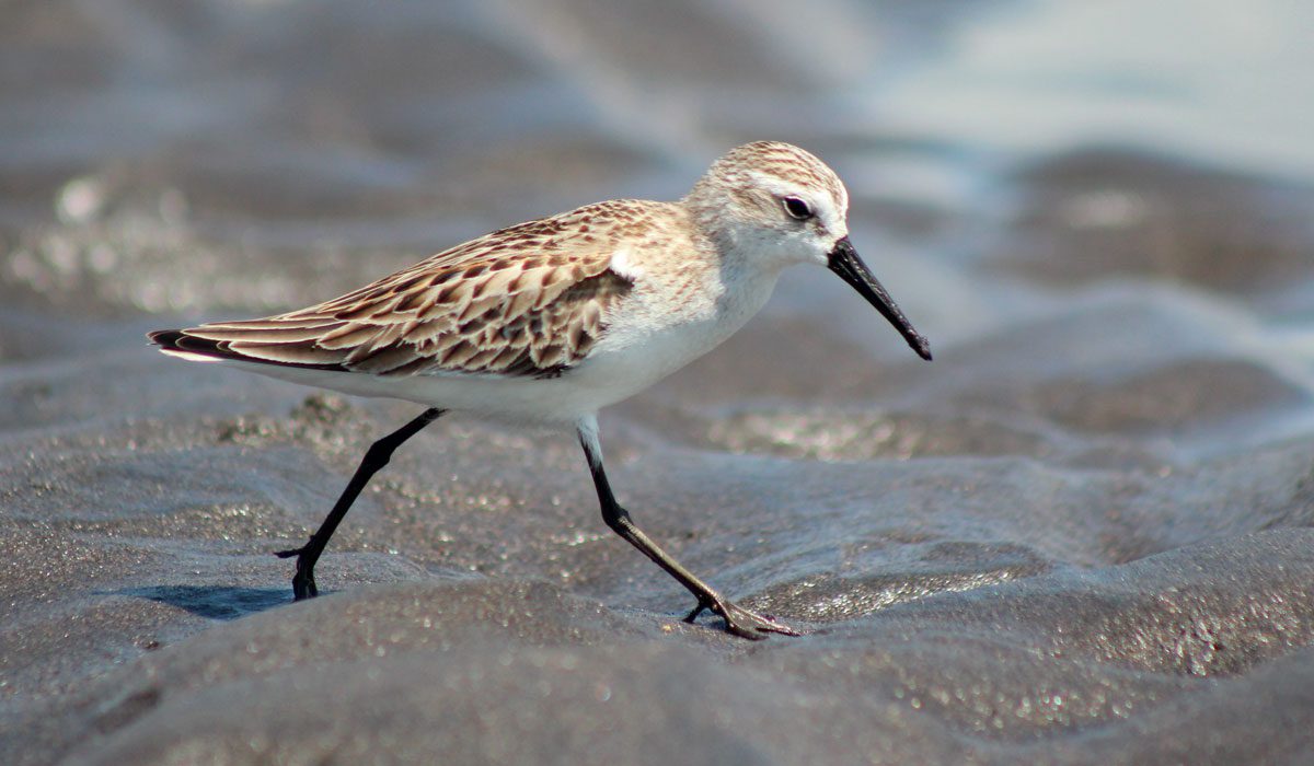 Brown and white bird with a long black bill strides on wet sand.