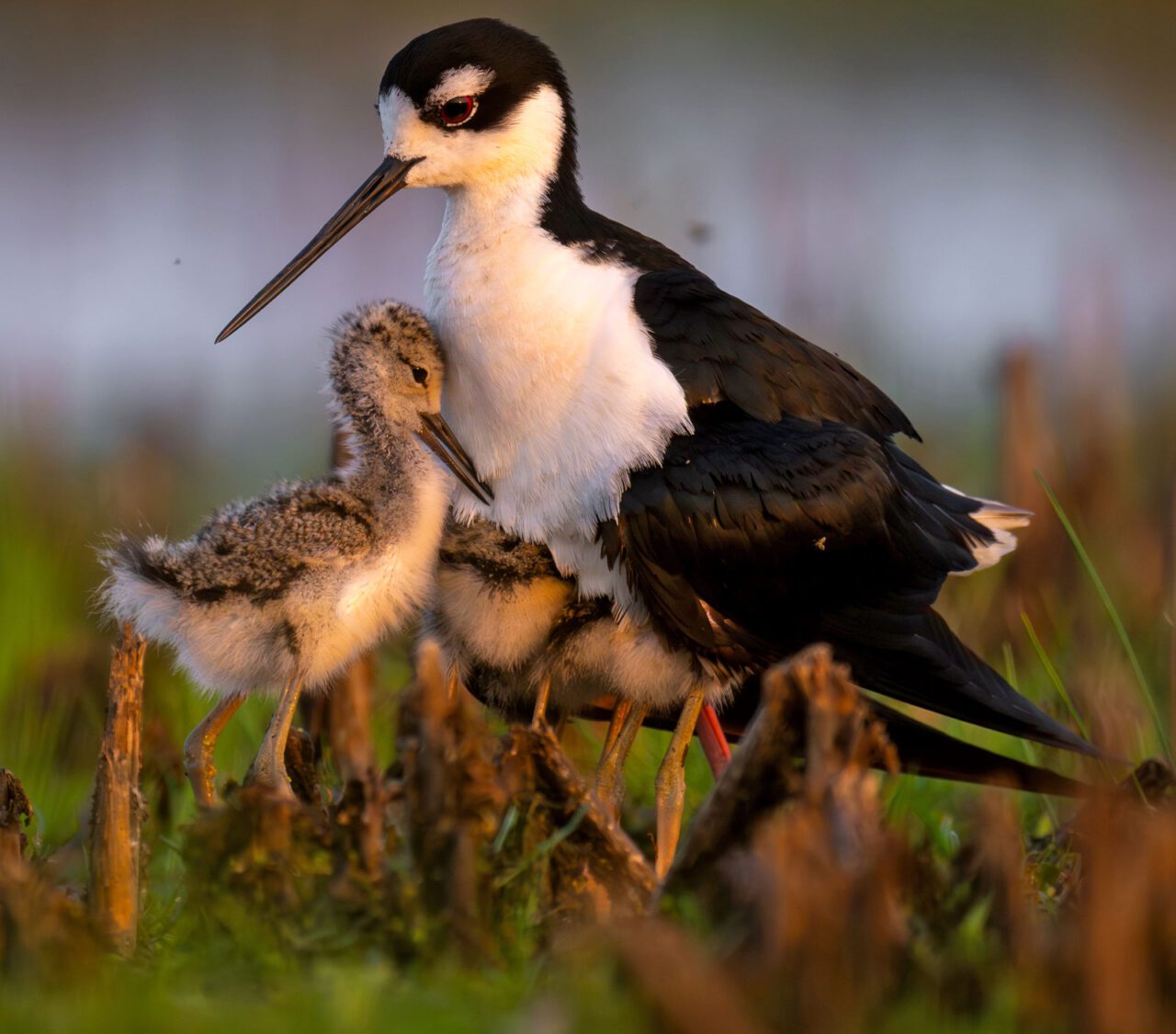 Black and white bird with a long bill stands over its brown and beige fluffy chicks.
