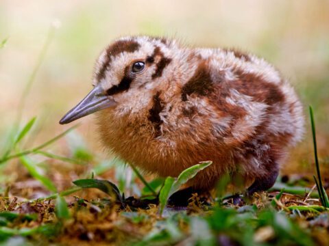 Brown and white patterned fluffy chick with a pointed bill, standing still on the ground.