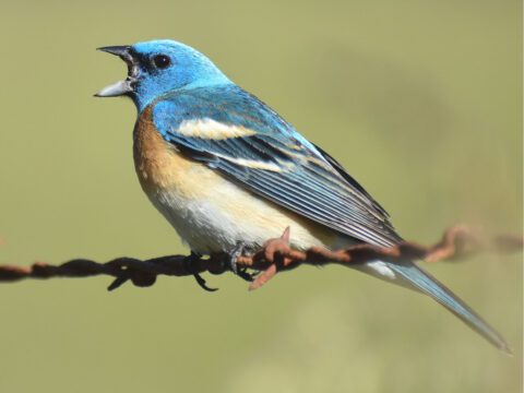 A perched, singing bird with a bright blue head and back, orange and beige breast and abdomen.