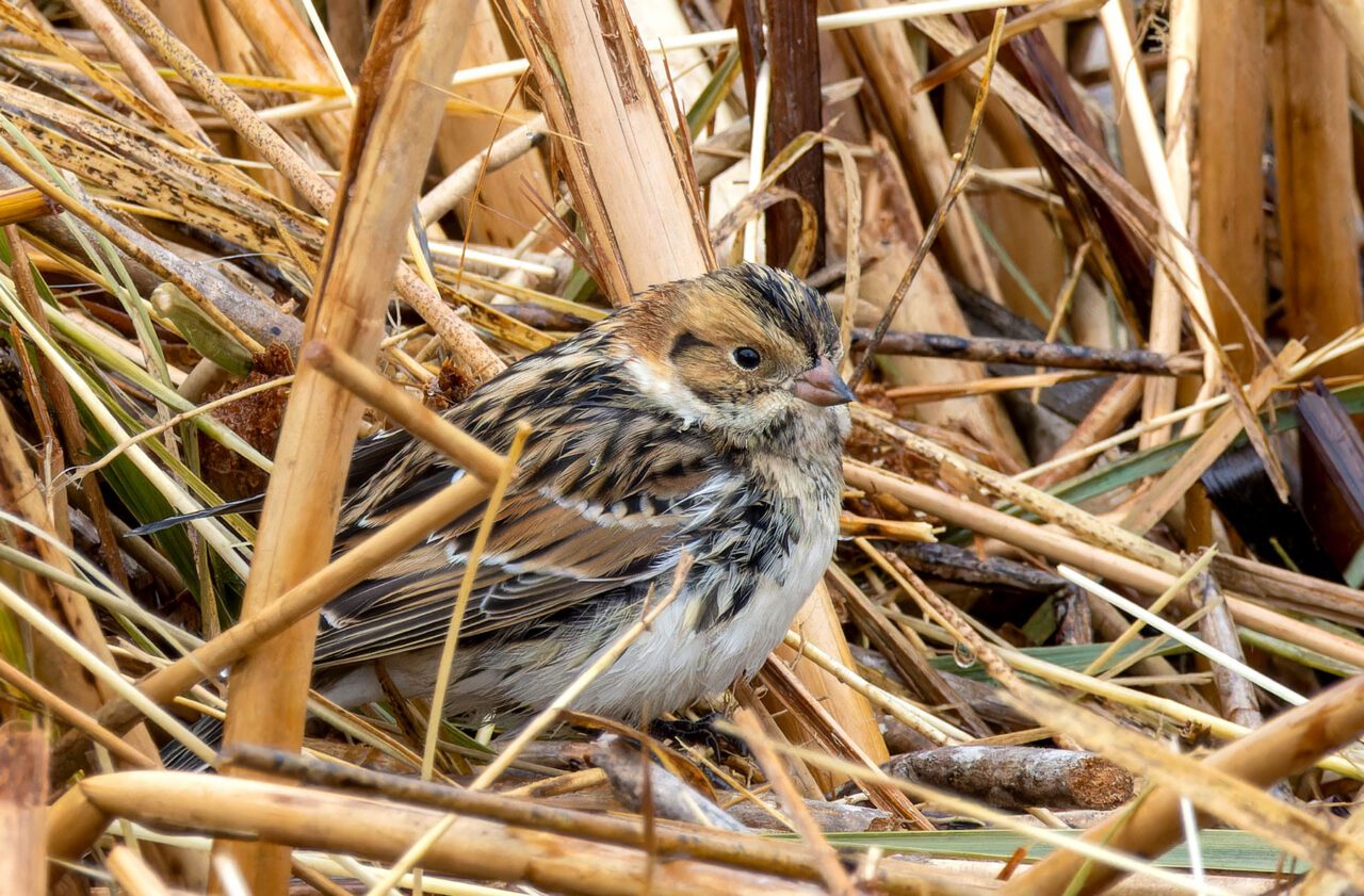 A small, streaky brown, black and white bird in the dry grasses