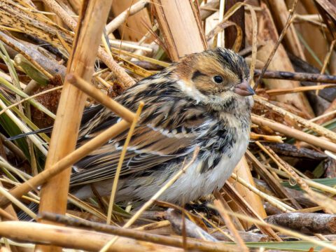 A small, streaky brown, black and white bird in the dry grasses