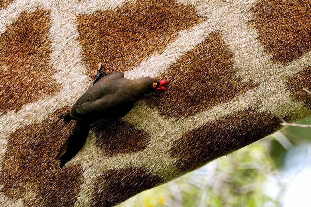 A dark brown bird with a red bill grabs something out of brown and beige checked fur.