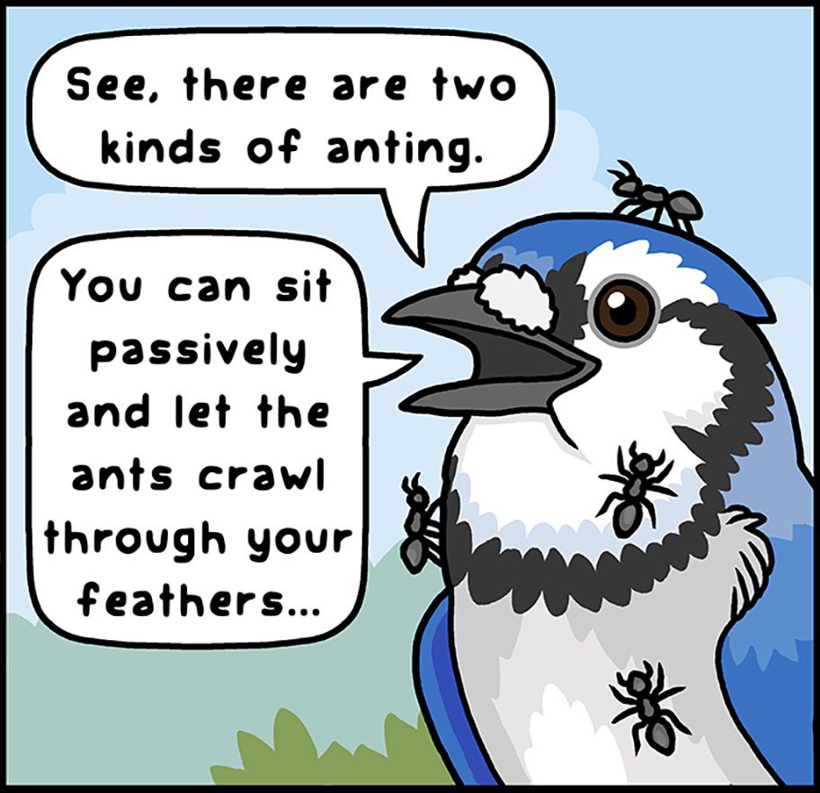 Illustration of a blue and white bird with ants on it, saying: 'See, there are two kinds of anting. You can sit passively and let the ants crawl through your feathers...'