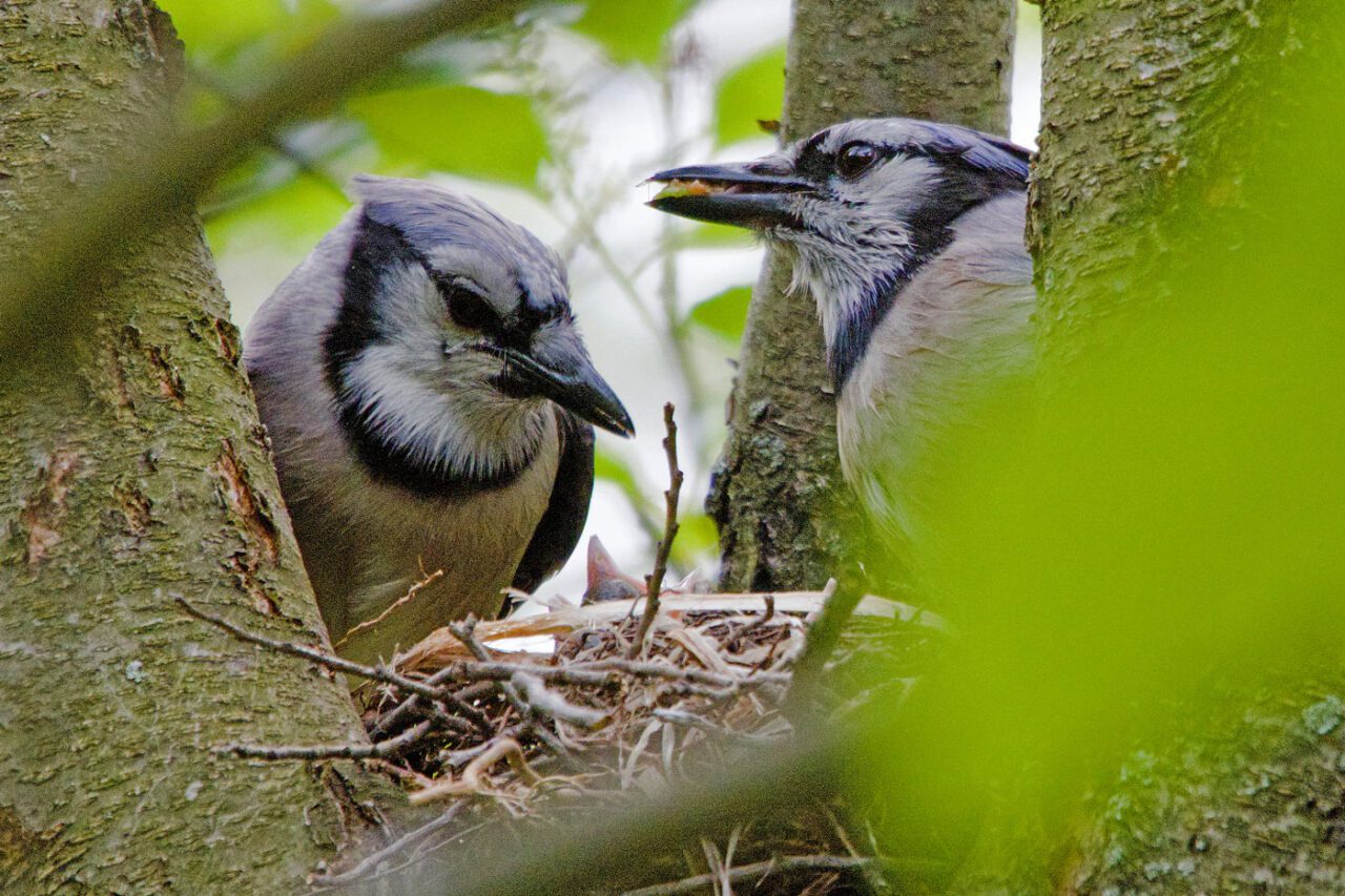 Two birds with white, black and blue faces, hidden in the foliage, feeding chicks at a nest.