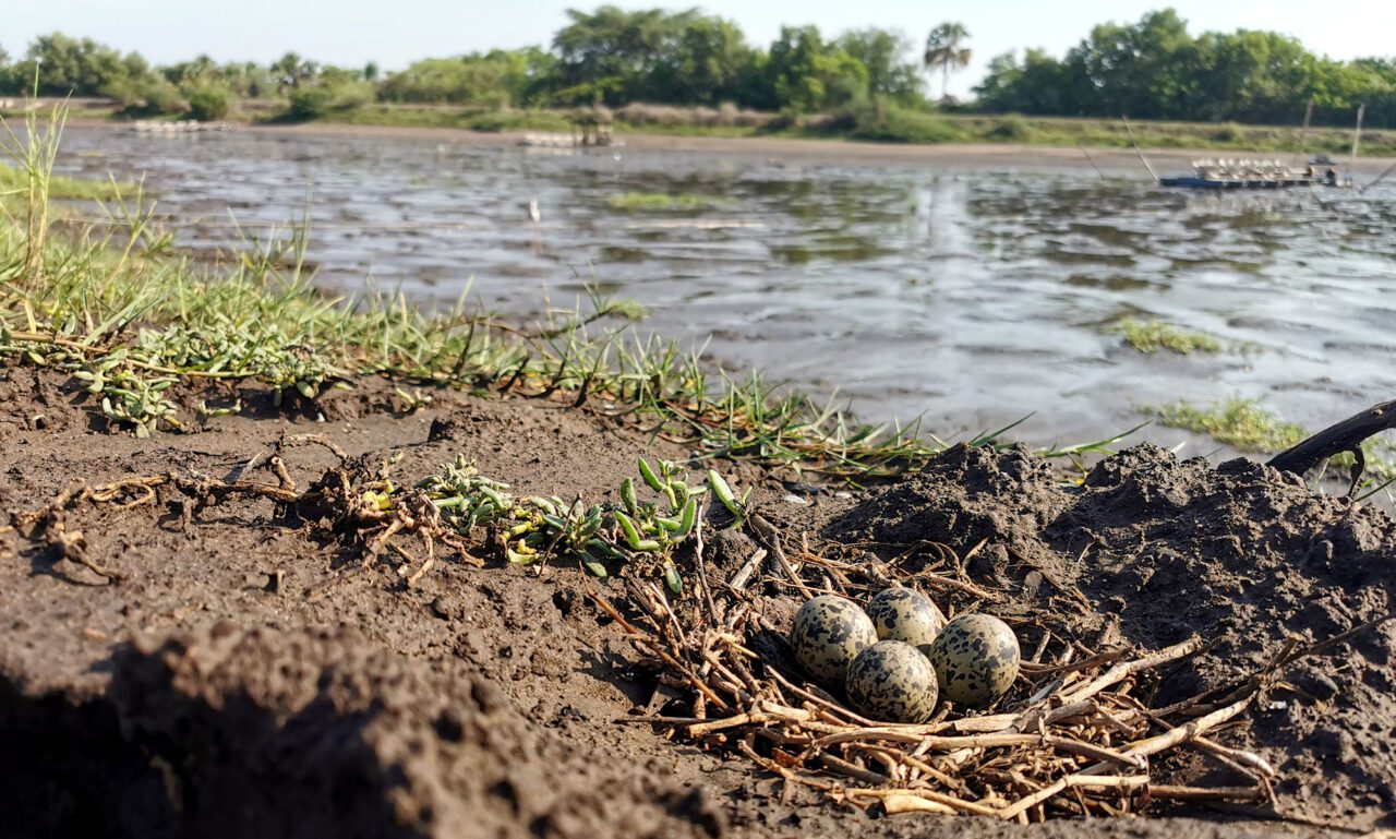 Four mottled eggs in a nest by the shore of muddy water.