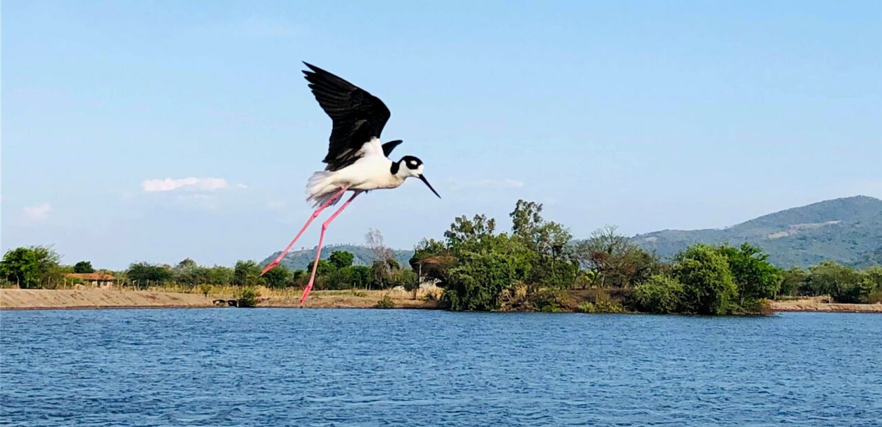 A black and white bird with long, pink legs, flies above a lake.
