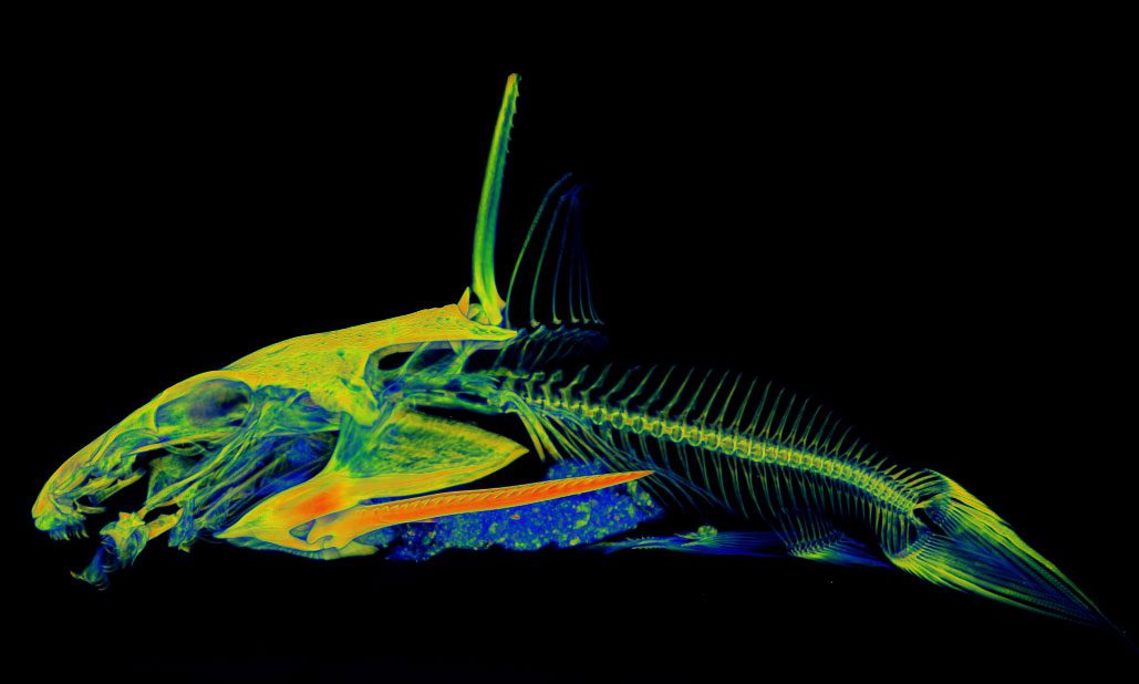 Escaneo 3D en colores neón de un pez.