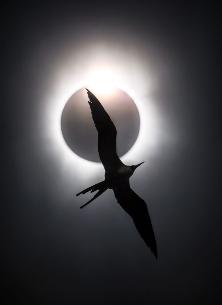 Gallery: A Magnificent Frigatebird—in the Sky with Diamonds | Living ...