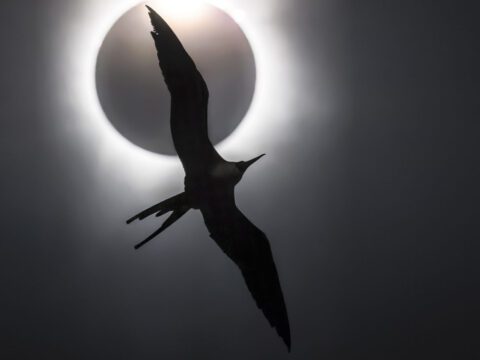 Black and white photo of a solar eclipse with a slender, long-winged bird with a fork tail flying in silhouette.