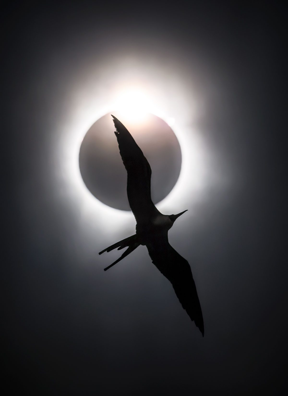 Fotografía en blanco y negro de un eclipse solar con un pájaro delgado, de alas largas y cola ahorquillada volando en silueta.