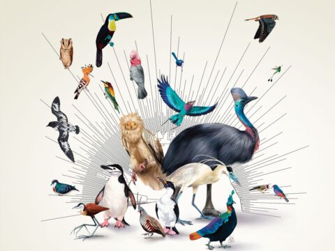 Illustration of many different birds with a phylogenetic tree graphic of evolution.