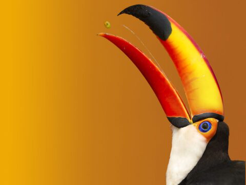 Black and white bird with a giant red, orange and yellow bill with a black tip, head back with a berry thrown up between it's bill.