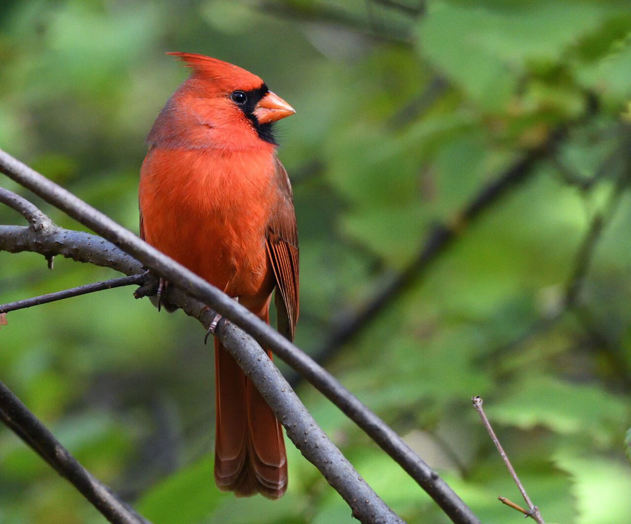 A bright red bird with a red crest, conical red bill and black face mask, perches on a branch.