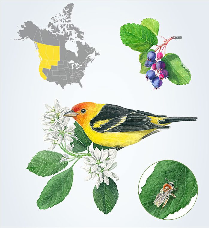 Four illustrations: a yellow and black bird with an orange/red head perched on a flowering branch, a bunch of pink/purple berries, a bee on a leaf, and a map highlighting the Northwest of North America.