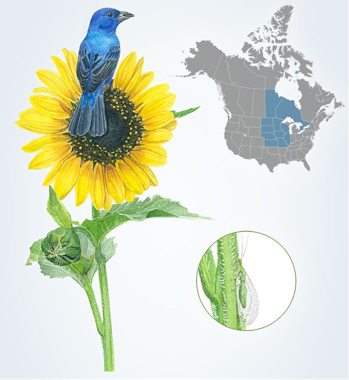 Illustration of a blue bird on a sunflower, an insect, and a map highlighting the north central area of North America.