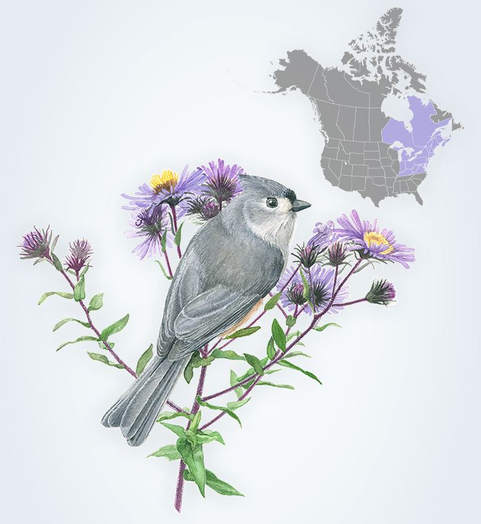Illustration of a gray bird with a crest perched on a flowering plant and a map of North America highlighting the Northeast.