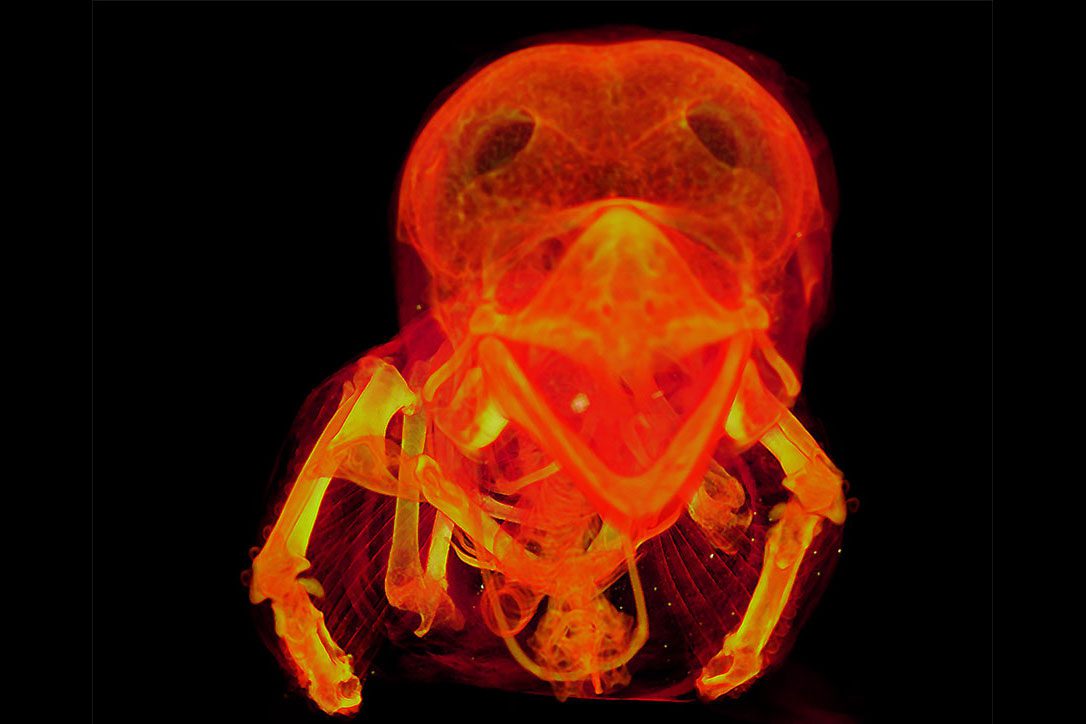 Exploración de rayos X con matriz de color naranja brillante, que muestra el cráneo de un pájaro.