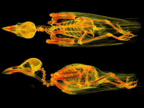 Xray 3D scans in bright yellow and orange of a bird.