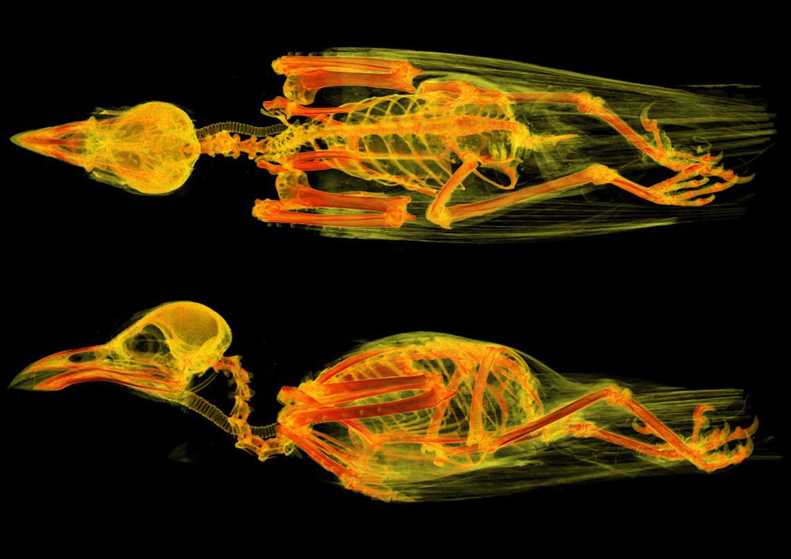 Escaneos de rayos X en 3D en amarillo brillante y naranja de un pájaro.