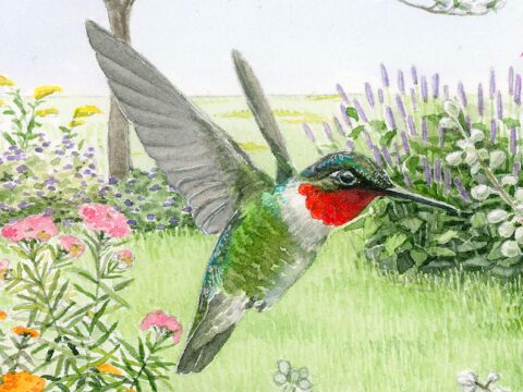 Illustration of a green bird with a red throat hovering in a garden.