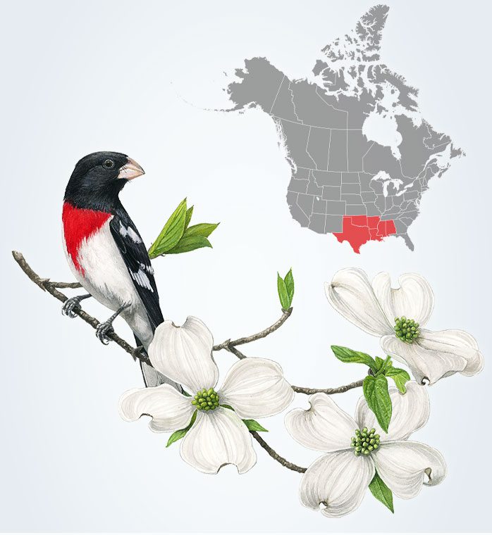 Illustration of a black and white bird with a red chest, perched on a branch with white flowers, and a map highlighting the south central part of North America.