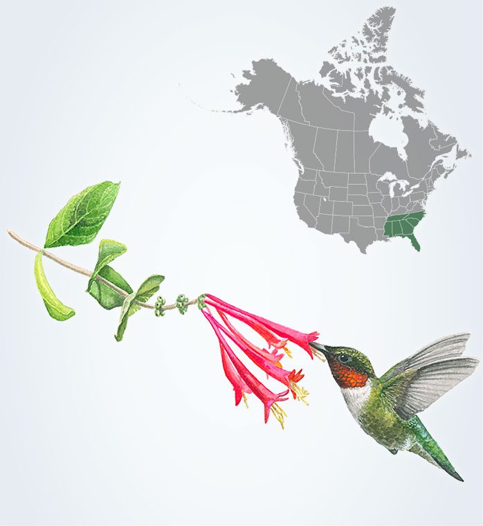 Illustration of a green bird with a red throat hovering while eating from a plant with pink flowers, and a map highlighting the Southeast of North America.