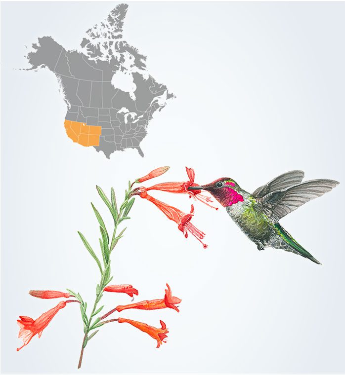 Illustration of a green bird with a pink head hovering and eating from a plant with red flowers, and a map highlighting the SouthWest of North America.
