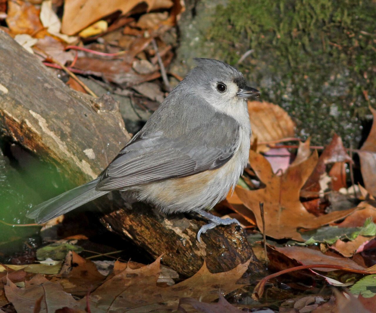 A gray, white and beige bird with a gray crest, black eye and little black bill, drinking and stands in the leaves.