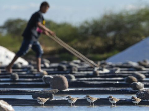 Small brown and white birds stand in the water of a salt farm with a farmer harvesting salt in the background.