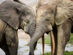 Two elephants stand touching foreheads.