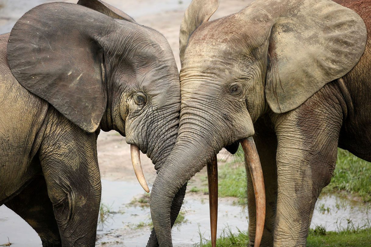 Dos elefantes están tocándose la frente.