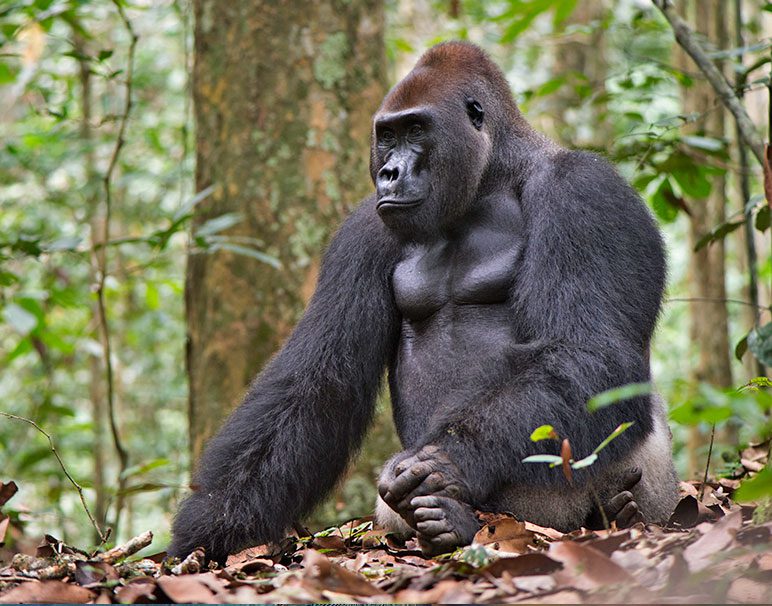 Large. black, gorilla sits in the woods.