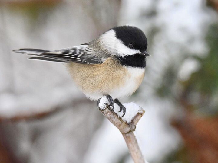 Search, All About Birds, Cornell Lab Of Ornithology