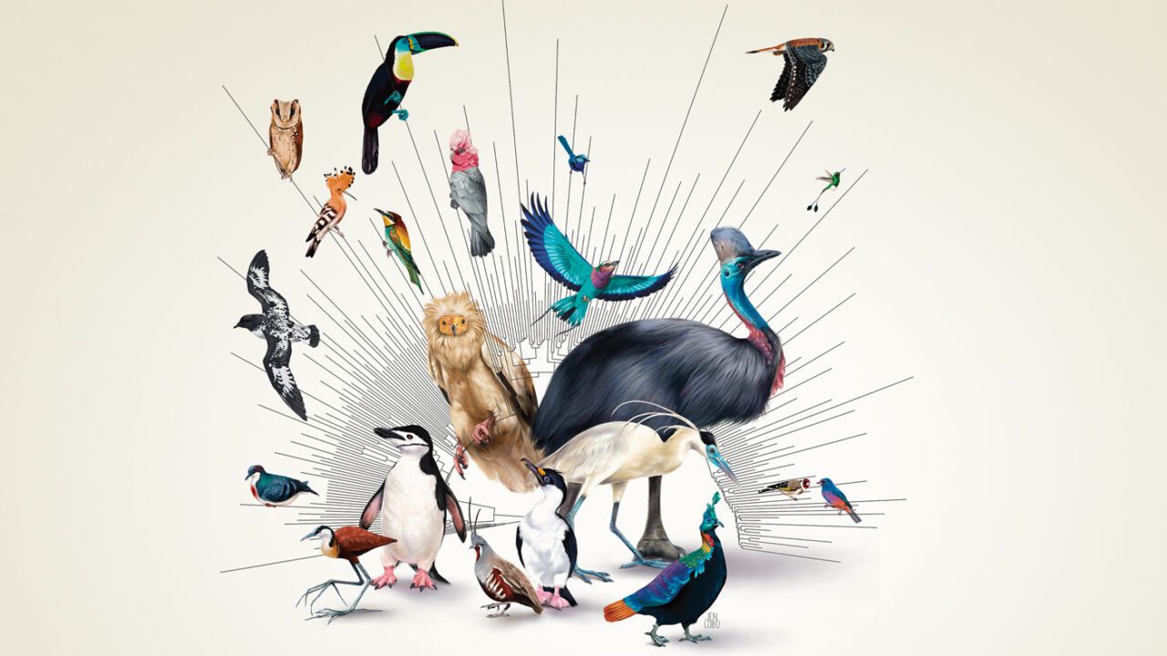 Illustration of many different birds with a phylogenetic tree graphic of evolution.
