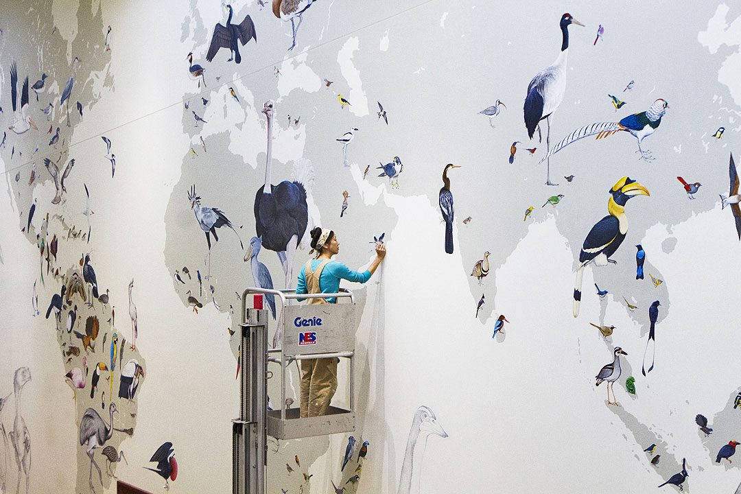 Jane Kim stands on a lift at the Cornell Lab and paints details on her mural, "From So Simple a Beginning: Celebrating the Evolution and Diversity of Birds." Photo by Shailee Shah.