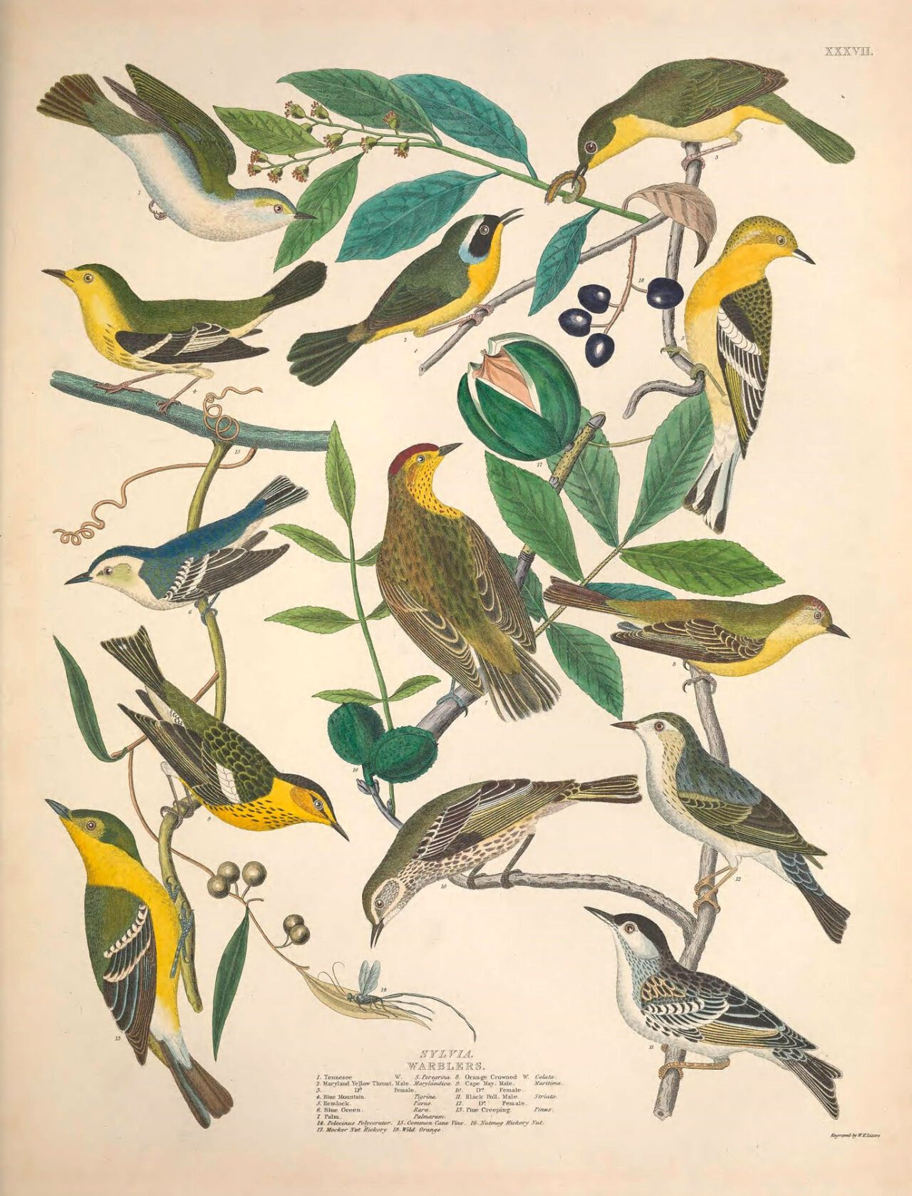 A page of illustrations of colored birds.