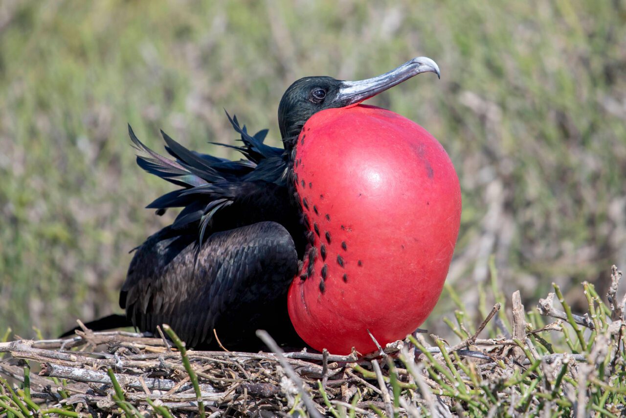 An iridescent black bird with long, hooked bill, inflates a very large red throat pouch.