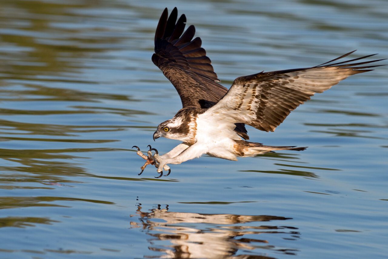 Black and white raptor flying towards water with talons outstretched to catch fish.