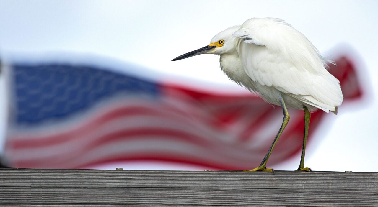 White bird with long bill and long yellow legs stands in front of a flying American flag.