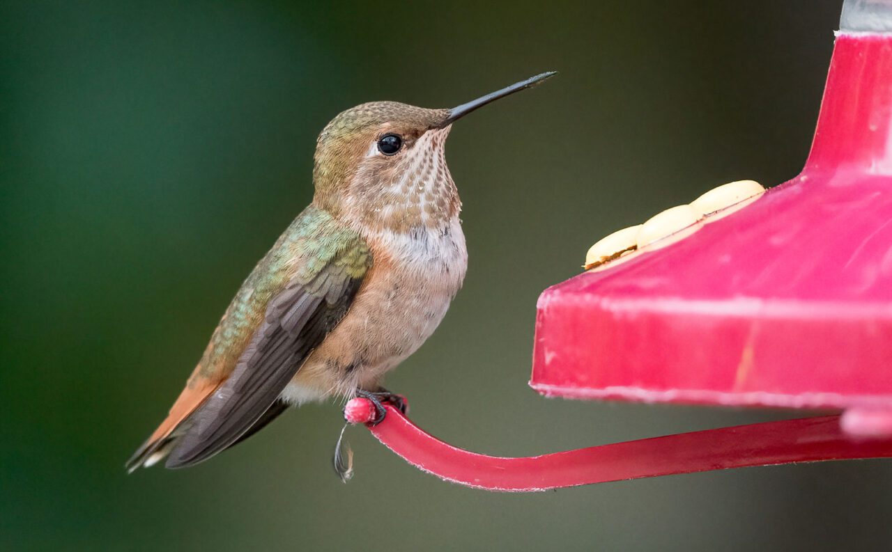 A greenish and beige bird stands at a red hummingbird feeder.